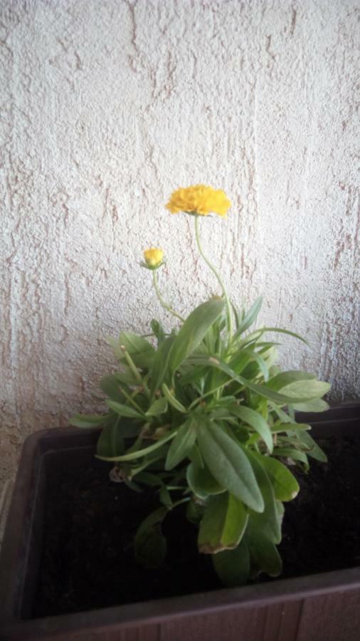 Apartment Butterfly Split - For Rest And Relaxation エクステリア 写真